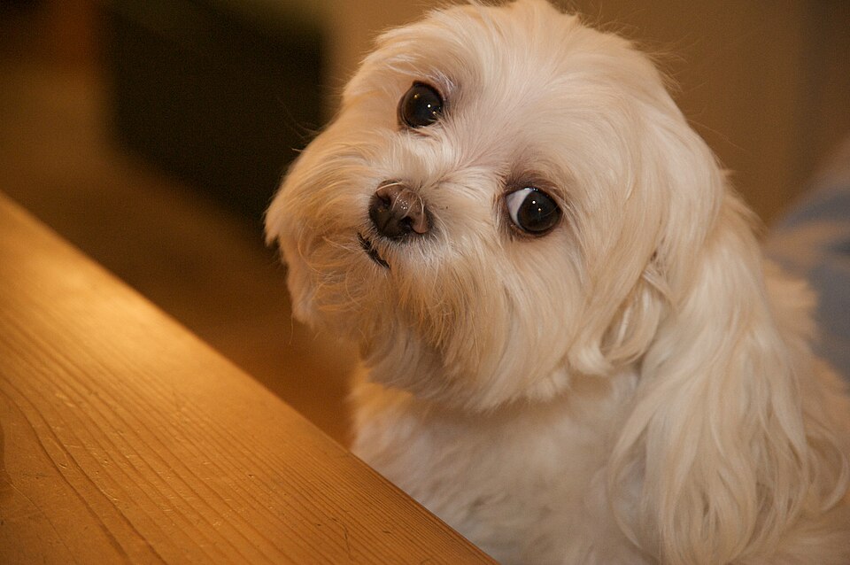A white Maltese dog resembling Trouble, the pet who famously inherited $12 million from the estate of hotel magnate Leona Helmsley.