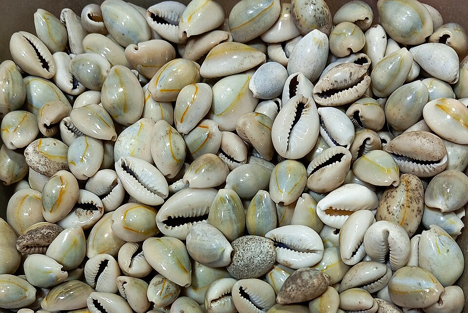 Cowrie shells, once widely used as currency. These were an important step in the evolution of money from barter to modern banking.